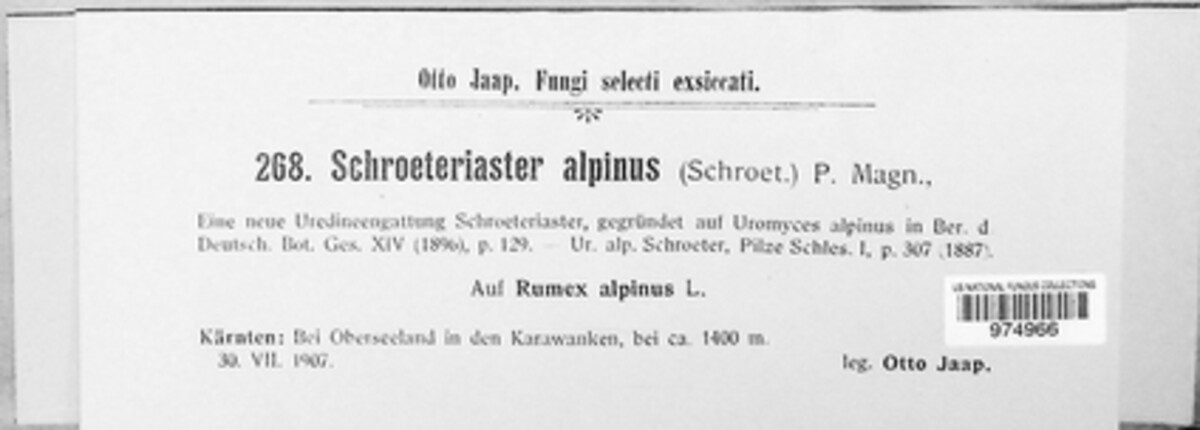 Schroeteriaster image